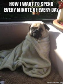 pug-in-a-blanket-and-a-quote